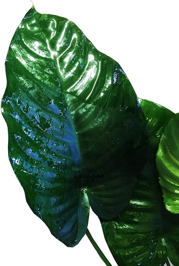 Anubias Barteri Large | Broad Leaf Live Aquarium Plant for Freshwater Fish Tank