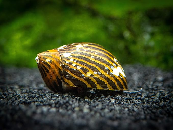 Aquatic Arts 20 Live B-Grade Nerite Snails | Freshwater Aquarium Control / Clearer | Safe in Tetra/Guppy/Betta Tanks