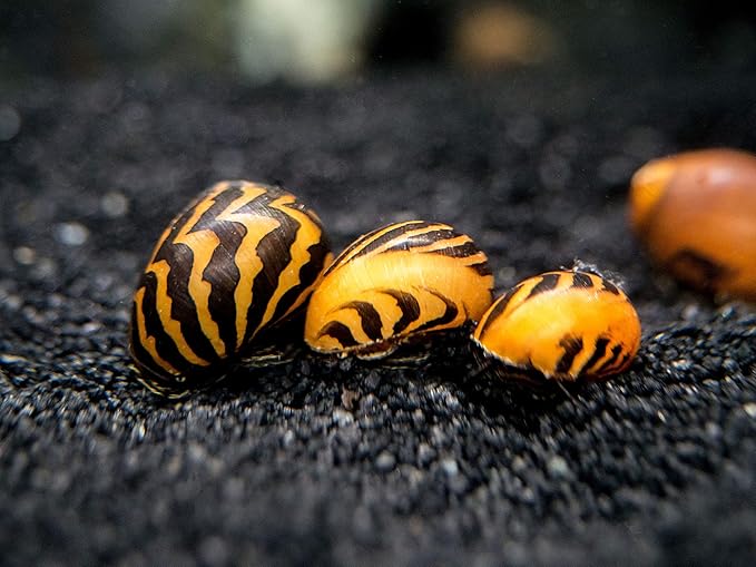 Aquatic Arts 1 Gold Racer Nerite Snail | Nano Aquarium Gravel Clearer/Filter | Freshwater Invertebrate/Fish Tank Decorations