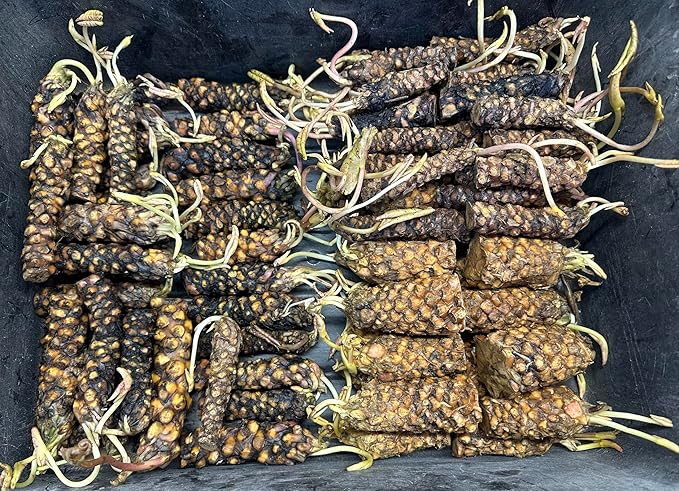 Live Hardy Water Lily Tubers Rhizomes Bulb Seed Nymphaea Aquatic Pond Plants Water Gardens Pre-Grown Flower in White Pink Red Yellow Orange Blue Purple (1, Red Hardy Pond Lily)