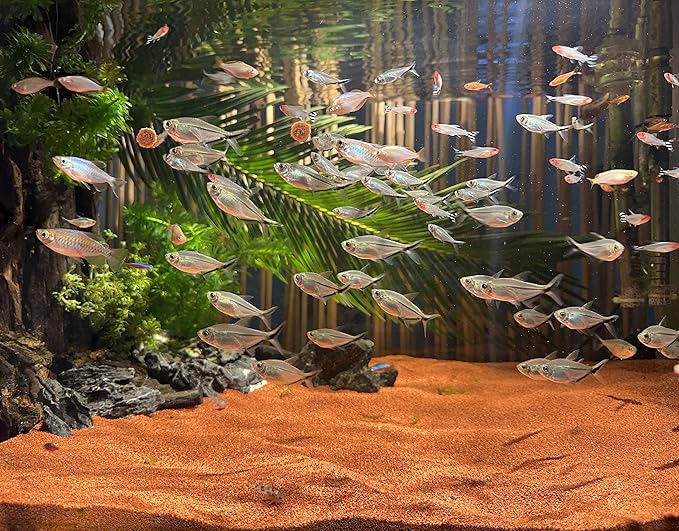 AWXZOM 11lb Natural South American Rainforest Sand, Aquarium red Sand, Lava Rock Soil, Red Lava Rock Sand, Succulent Sand Fish Tank Sand Aquarium Substrate Sand