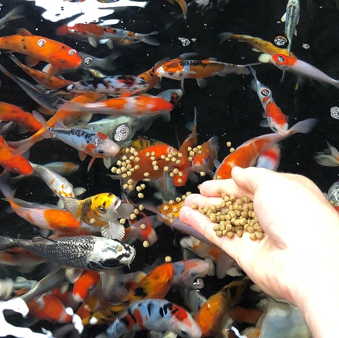 Fisher's Aquatics Koi Fish Food - 2.0 lb Small 3mm Floating Pellets, Koi & Goldfish Food for Ponds, All Seasons