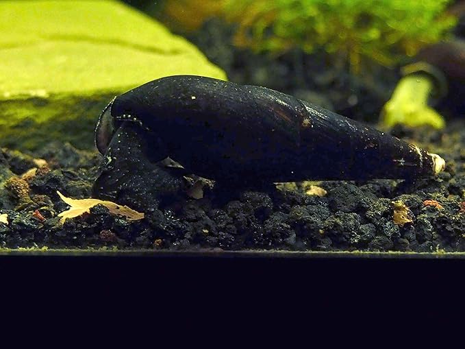 Aquatic Arts 5 Live Black Devil Spike Snails | Aquarium Background Accessories | Tetra / Betta Fish Tank Safe
