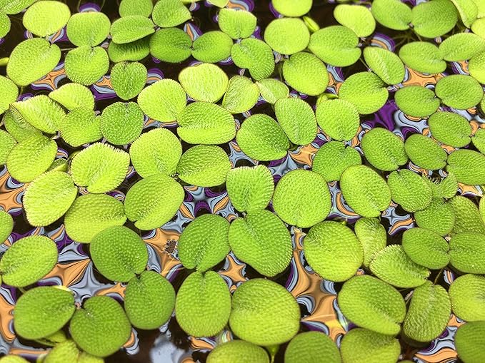 Water Spangle, Salvinia Minima, Live Aquarium/Aquatic/Freshwater/Floating/Pond Plant/Planted Tank/Aquascaping/Paludarium by Aquarium Plant Center (24 Plants, 120+ Leaves)