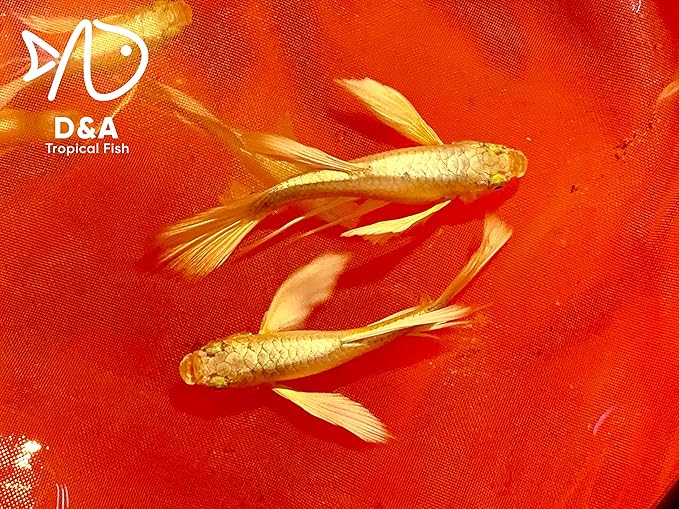 D&A Tropical Live Fish - Full Gold 24K Ribbons Guppy Live Fish for Aquariums, Freshwater (1 Trio 1 Male, 2 Female)