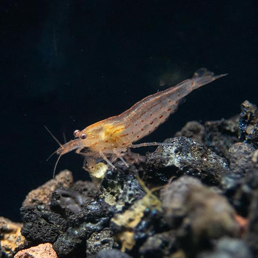 Aquatic Arts Sun Orange Amano Shrimp – Live Freshwater Algae-Eater (Caridina multidentata) | Hardy & Tank-Bred | Peaceful Shrimp for Planted Aquariums | 100% Live Arrival Guarantee (5 Shrimp)