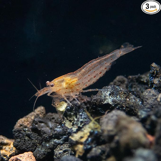 Aquatic Arts Sun Orange Amano Shrimp – Live Freshwater Algae-Eater (Caridina multidentata) | Hardy & Tank-Bred | Peaceful Shrimp for Planted Aquariums | 100% Live Arrival Guarantee (3 Shrimp)