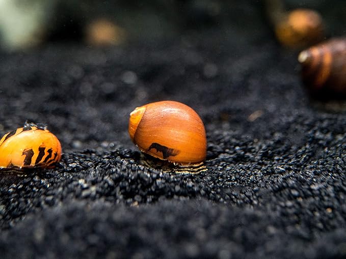 Aquatic Arts 1 Gold Racer Nerite Snail | Nano Aquarium Gravel Clearer/Filter | Freshwater Invertebrate/Fish Tank Decorations