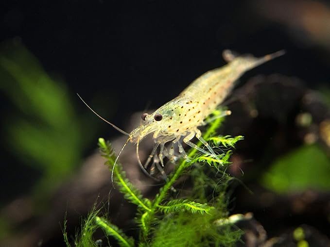 Aquatic Arts 10 Amano Shrimp | Live Freshwater Aquarium Clearer | Real Living Nano Fish Kit | Natural Glass Clearing Dwarf Caridina | Live Shrimp