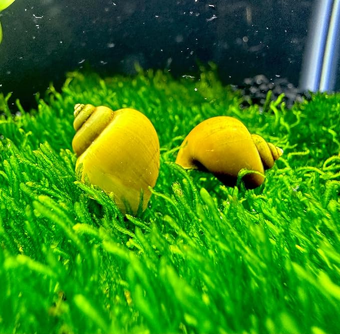 Mystery Snails 3 Pack (Pomacea Bridgesii) Large Mix Colors - Live Aquarium Freshwater Snails
