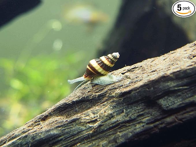 Aquatic Arts 5 Live Assassin Snails/Clea Helena | Snail Remover/Pond Snail Control | Freshwater Aquarium Nano Tank Maintenance