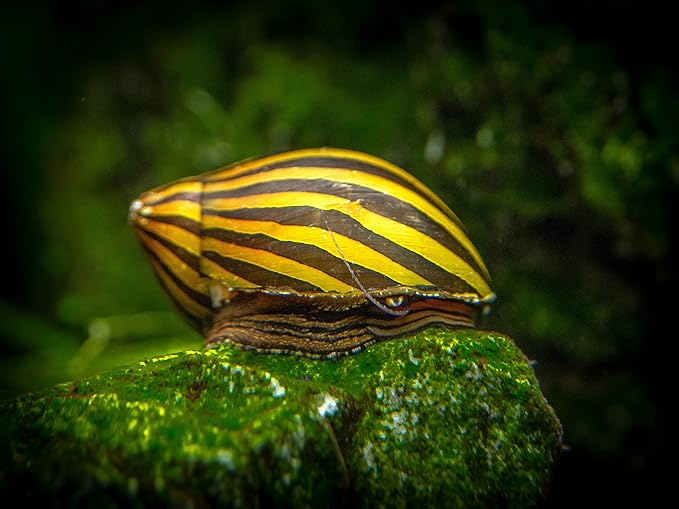 Aquatic Arts 5 Live Zebra Nerite Snails | Aquarium Substrate Clearer/Nano Tank Filter | Safe with Betta/Tetra/Guppy Fish