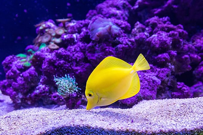 RESILIA Plastic, Leak-Proof Shipping Bags for Live Fish - 4" x 10" 2 Mil, 0.002 Inch, Double Bottom Seal, for Freshwater & Saltwater Fish, Case of 1000