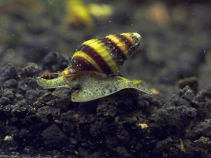 Aquatic Arts 5 Live Assassin Snails/Clea Helena | Snail Remover/Pond Snail Control | Freshwater Aquarium Nano Tank Maintenance