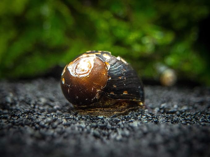 Aquatic Arts 20 Live B-Grade Nerite Snails | Freshwater Aquarium Control / Clearer | Safe in Tetra/Guppy/Betta Tanks