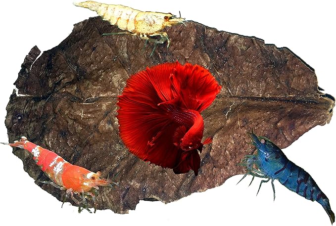 Awesome Aquatic Betta & Shrimp Leaves 50 4"-6" Premium Catappa Indian Almond Leaves Natural Habitat Tannin Producing Improves Immunity, Easy to USE