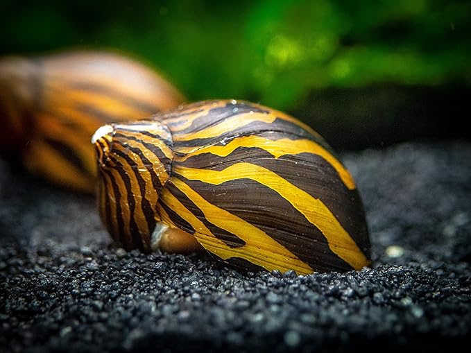 Aquatic Arts 5 Live Zebra Nerite Snails | Aquarium Substrate Clearer/Nano Tank Filter | Safe with Betta/Tetra/Guppy Fish