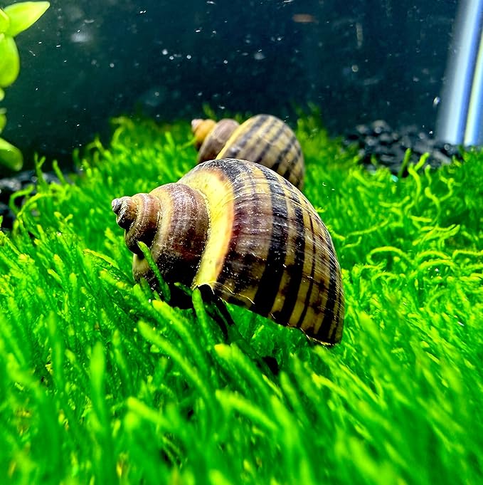 Mystery Snails 3 Pack (Pomacea Bridgesii) Large Mix Colors - Live Aquarium Freshwater Snails