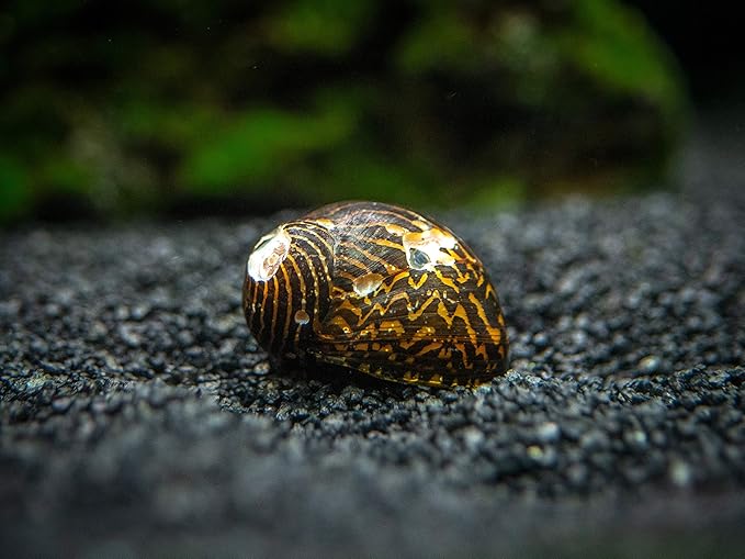Aquatic Arts 5 Live B-Grade Nerite Snails | Aquarium Background Accessories | Safe in Freshwater Tetra/Guppy/Betta Fish Tank