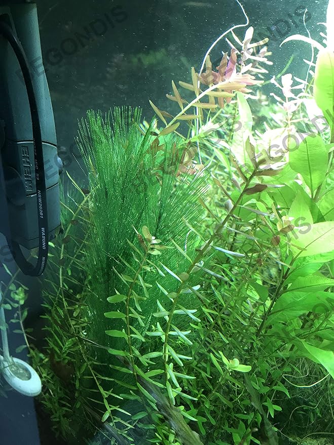 Aquarium Decorations 3Pcs Fish Tank Artificial Green Water Plants Made of Silk Fabrics Plastic