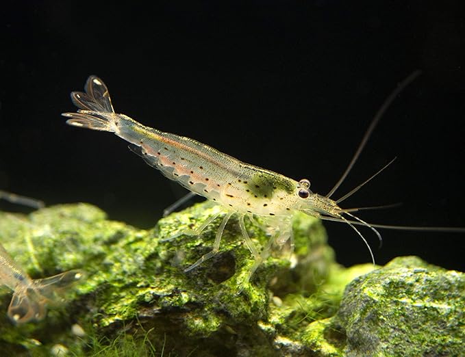 Aquatic Arts 10 Amano Shrimp | Live Freshwater Aquarium Clearer | Real Living Nano Fish Kit | Natural Glass Clearing Dwarf Caridina | Live Shrimp