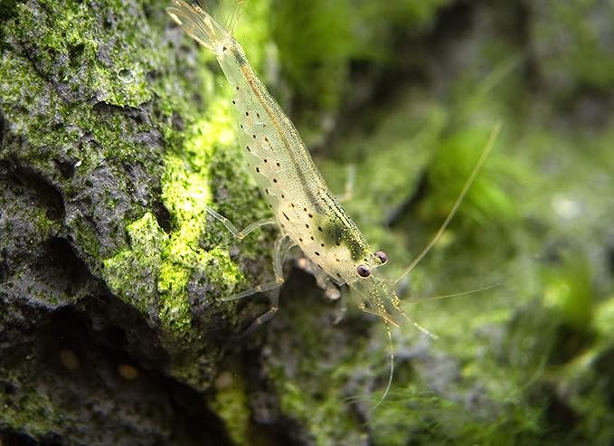 Aquatic Arts 5 Amano Shrimp | Live Freshwater Aquarium Clearer | Real Living Nano Fish Kit | Natural Glass Clearing Dwarf Caridina | Live Shrimp