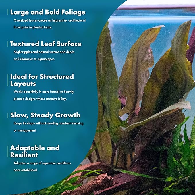 SubstrateSource Cryptocoryne Live Aquarium Plants - Freshwater Plant for Aquariums, Planted Fish Tanks - Beginner Friendly (Undulatus Hybrid, 3 Pots (15-20 Plants))