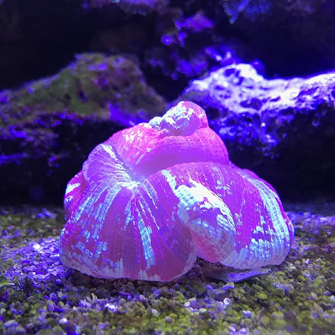 Seachem Reef Plus 500ml (Pack of 2)