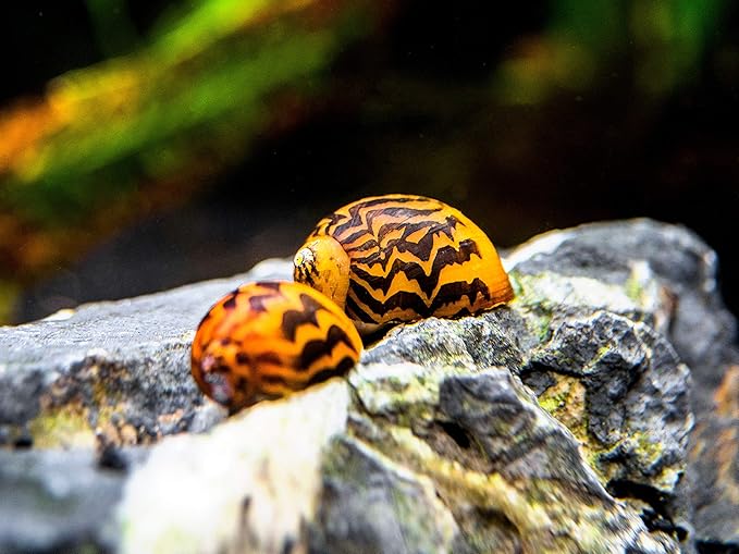 Aquatic Arts 1 Gold Racer Nerite Snail | Nano Aquarium Gravel Clearer/Filter | Freshwater Invertebrate/Fish Tank Decorations