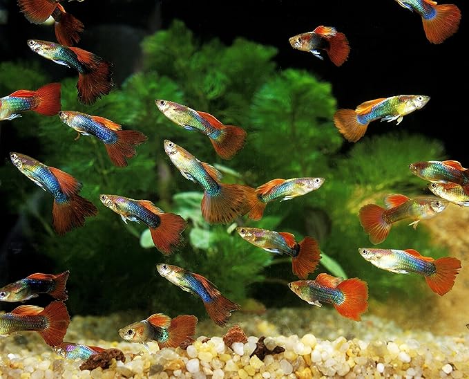 Ultra Guppy Micro Bit Mix Fish Food - Guppy,Endlers,Most Small Fish,Spirulina A320 (6oz)