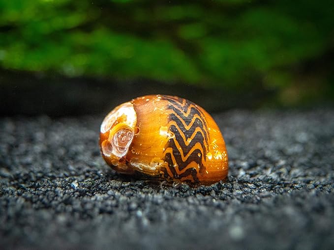Aquatic Arts 5 Live B-Grade Nerite Snails | Aquarium Background Accessories | Safe in Freshwater Tetra/Guppy/Betta Fish Tank