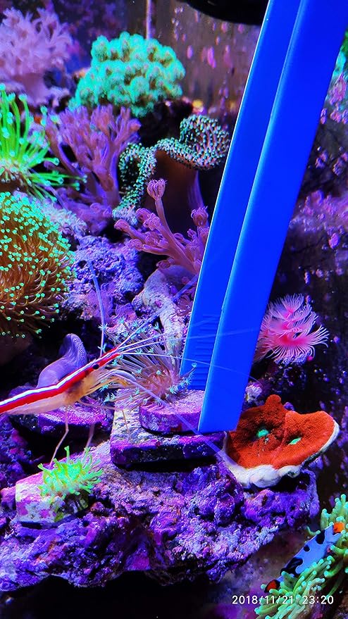 Aquarium Choice Coral Feeder Syringe - 11.8 Inch Reef Tweezers, Never Rusts, Fish Excreta Cleaner