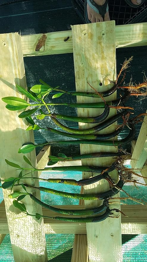 10 RED MANGROVE SEEDLINGS The plants that are pictured are exactly what you will receive, and are only grown by Mangroves and more nursery, not any other seller.