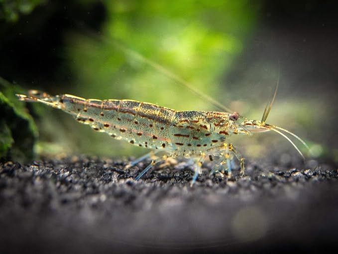 Aquatic Arts 10 Amano Shrimp | Live Freshwater Aquarium Clearer | Real Living Nano Fish Kit | Natural Glass Clearing Dwarf Caridina | Live Shrimp