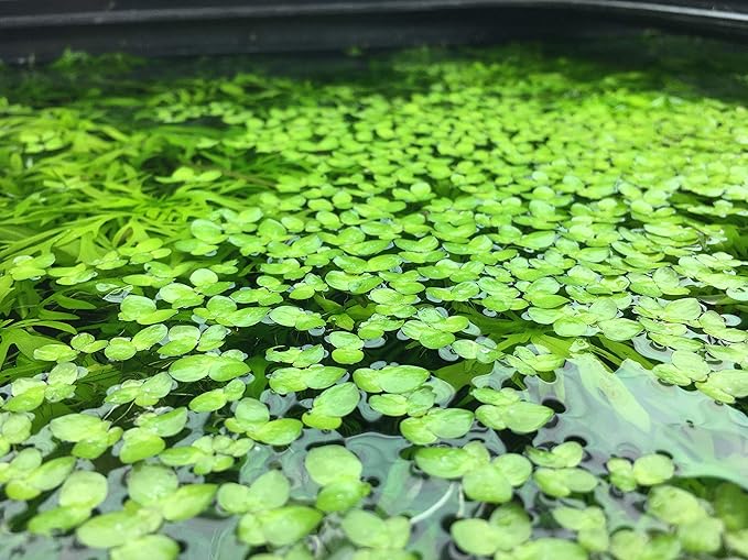 Giant Duckweed, Spirodela polyrhiza, Live Aquarium/Aquatic/Freshwater/Floating/Pond Plant, Planted Tank, Aquascaping by Aquarium Plant Center (60 Plants)