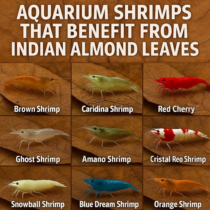 Shrimp Tank Accessories Indian Almond Leaves for Shrimps,Snails,Crayfish 10 Pack, 6” Dried Catappa Leaves for Aquariums, Betta Fish, Breeding Tanks, Neocardina,Cherry,Amano,Ghost Shrimp Natural Hides