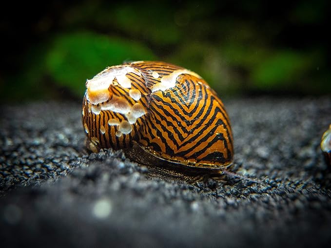 Aquatic Arts 3 Live B-Grade Nerite Snails | Aquarium Substrate Clearer/Scraper/Nano Tank Filter | Safe with Betta/Tetra/Guppy Fish