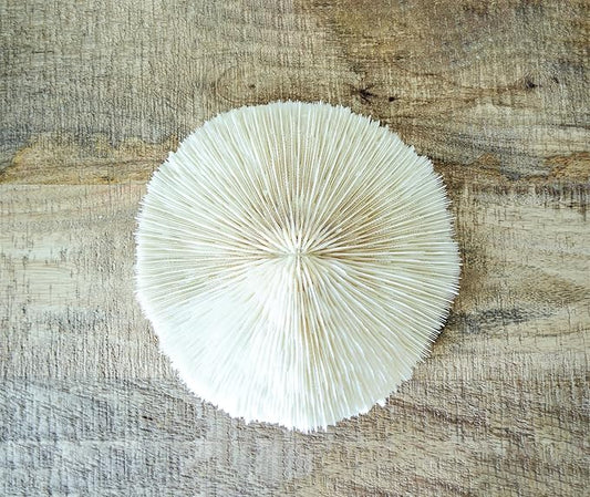 5 White Mushroom Sea Coral – Real 1-2" Mushroom Coral Pieces for Aquarium Décor, Beach Theme, Ocean Crafts & Coastal Home Decor