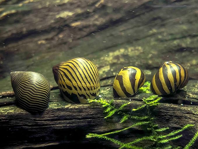 Aquatic Arts 20 Live Zebra Nerite Snails | Nano Aquarium Gravel Clearer/Filter/Scrubber | Freshwater Invertebrate/Fish Tank Decorations