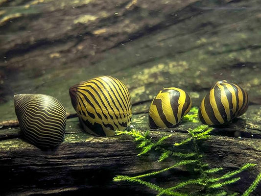 Aquatic Arts 20 Live Zebra Nerite Snails | Nano Aquarium Gravel Clearer/Filter/Scrubber | Freshwater Invertebrate/Fish Tank Decorations