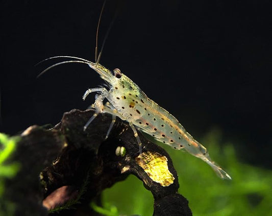 Aquatic Arts 5 Amano Shrimp | Live Freshwater Aquarium Clearer | Real Living Nano Fish Kit | Natural Glass Clearing Dwarf Caridina | Live Shrimp