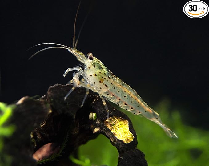 Aquatic Arts 30 Amano Shrimp | Live Freshwater Aquarium Species | Real Living Nano Fish Kit | Natural Glass Clearing Dwarf Caridina | Live Shrimp