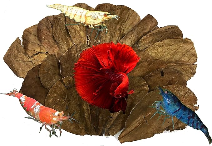 Awesome Aquatic Betta Shrimp Leaves 50 4"-6" Premium Catappa Indian Almond Leaves Aquarium Fish Shrimp Betta Tanks Blackwater Habitat Health Color Natural Habitat Tannin Improves Immunity