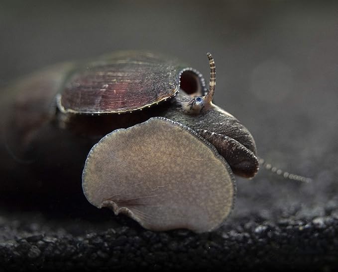 Aquatic Arts 5 Live Black Devil Spike Snails | Aquarium Background Accessories | Tetra / Betta Fish Tank Safe