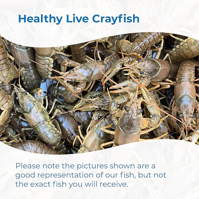 Toledo Goldfish Crayfish: Live Crawdads Perfect for Stocking Ponds or Aquariums - 5 Count