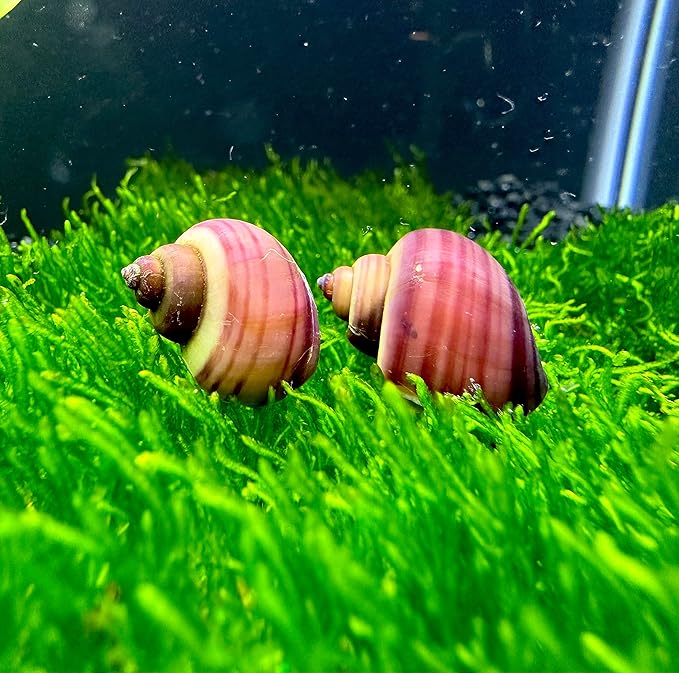 Mystery Snails 3 Pack (Pomacea Bridgesii) Large Mix Colors - Live Aquarium Freshwater Snails