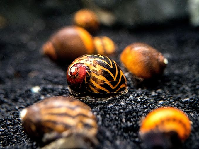 Aquatic Arts 1 Gold Racer Nerite Snail | Nano Aquarium Gravel Clearer/Filter | Freshwater Invertebrate/Fish Tank Decorations