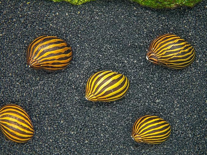 Aquatic Arts 3 Live Zebra Nerite Snails | Substrate Clearer/Aquarium Filter | Safe in Freshwater Tetra/Guppy/Betta Fish Tanks