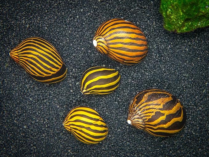 Aquatic Arts 5 Live Zebra Nerite Snails | Aquarium Substrate Clearer/Nano Tank Filter | Safe with Betta/Tetra/Guppy Fish