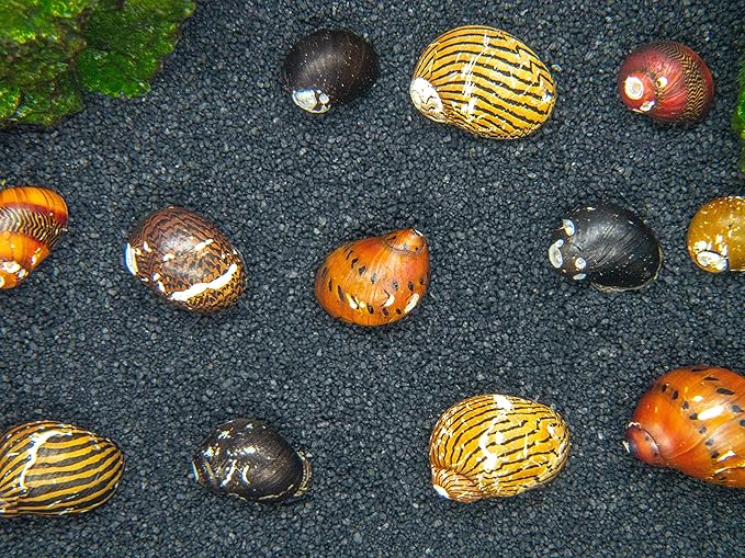 Aquatic Arts 20 Live B-Grade Nerite Snails | Freshwater Aquarium Control / Clearer | Safe in Tetra/Guppy/Betta Tanks